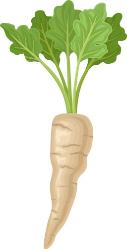 Parsnip root with green leaves in full length vector image