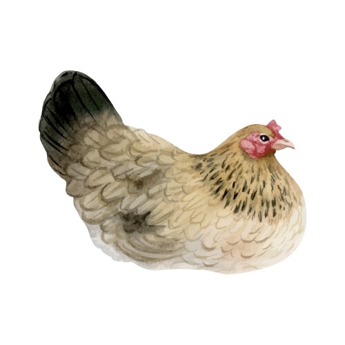 Brown black chicken hen watercolor Vector Image