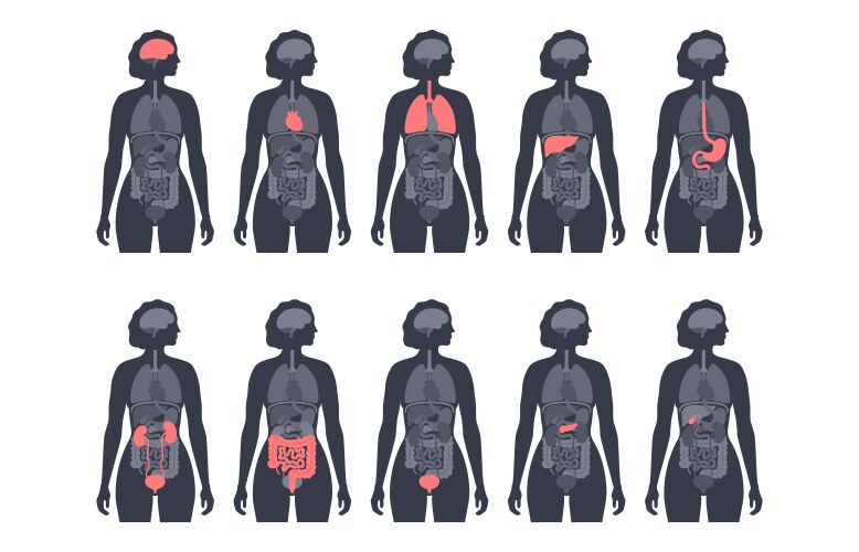 Human internal organs Royalty Free Vector Image
