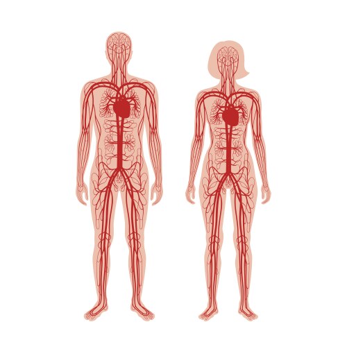 Circulatory system anatomy vector image