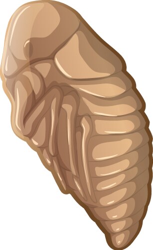 Flea in a cocoon Vector Image