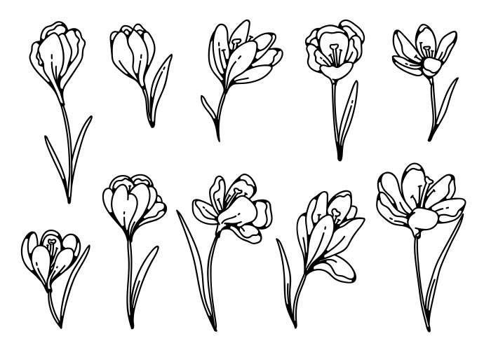 Crocus flower spring primroses set outline black Vector Image