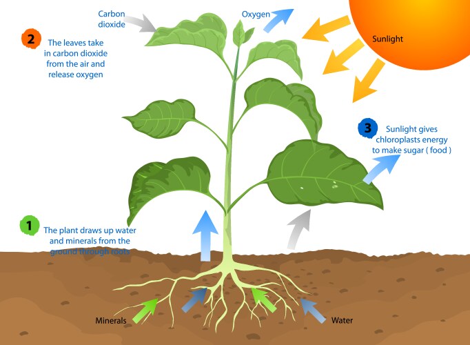 Photosynthesis Royalty Free Vector Image - VectorStock