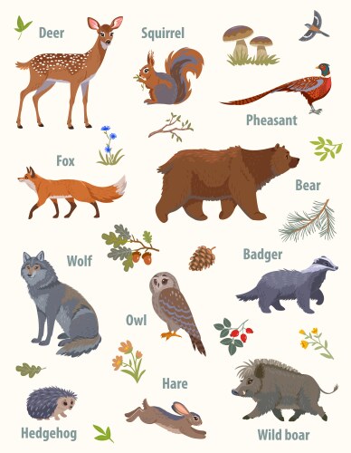 Classification of animals reptiles amphibians Vector Image