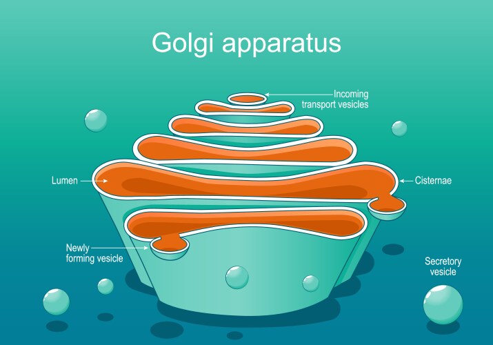 Structure of a golgi complex close-up vector image