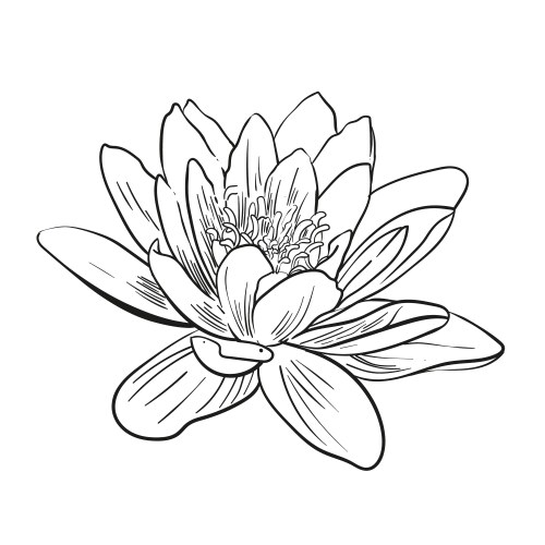 Water lily lotus flower etching style Vector Image