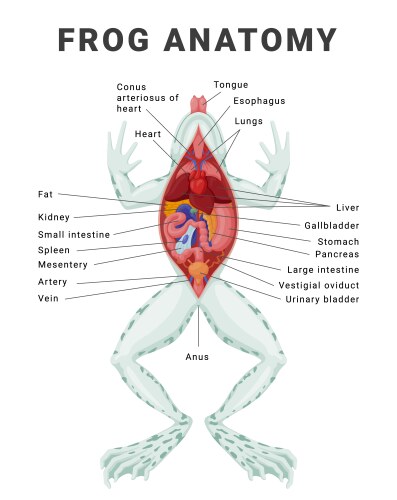 Anatomy amphibian frog Royalty Free Vector Image