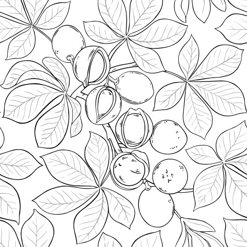 Mongongo branch with nuts outline Royalty Free Vector Image