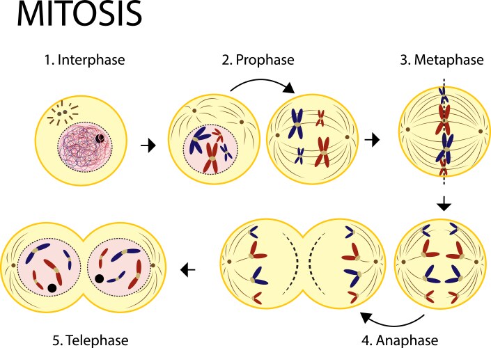 Showing stages of mitosis diagram medical science Vector Image