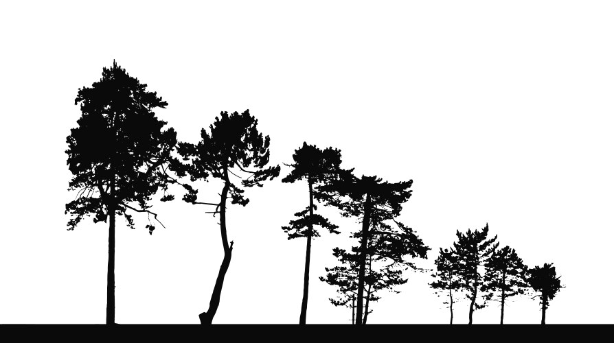 Set of different landscapes with pine trees Vector Image