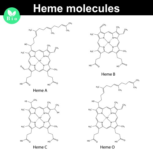 Heme Chemical Structure – Royalty-Free Vector | VectorStock