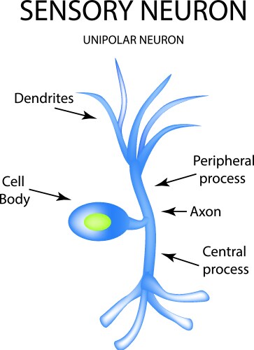 Structure of the sensory neuron infographics vector image