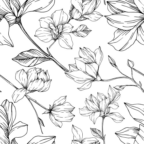 Magnolia floral botanical flowers black Vector Image