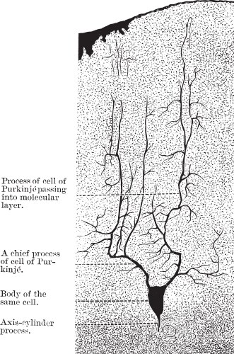 Cerebellum Gray Matter Anatomical Sketch Vector Image