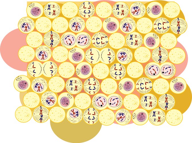 Mitosis scheme Royalty Free Vector Image - VectorStock