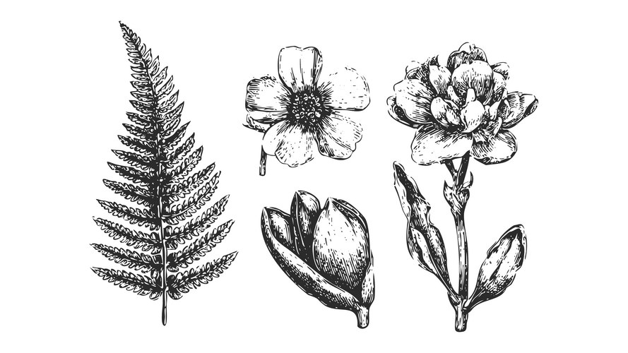 Antique Fern Leaf Botanical Sketch Vector Image