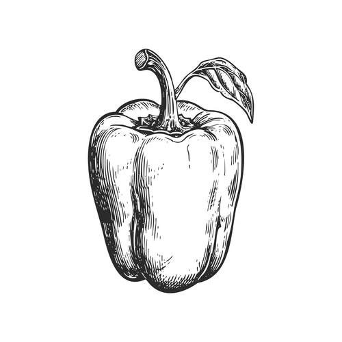Single Bell Pepper Sketch Vector Image