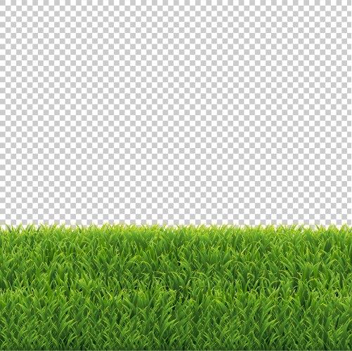 Green grass border transparent background Vector Image