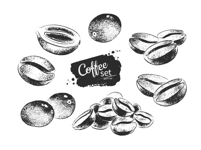 Watercolor hand drawn coffee beans isolated Vector Image