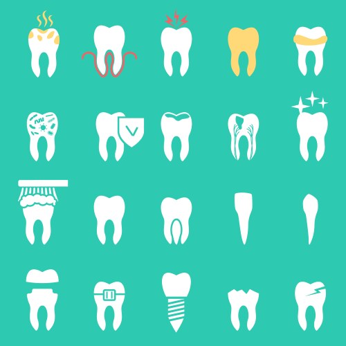 Tooth chart human teeth Royalty Free Vector Image