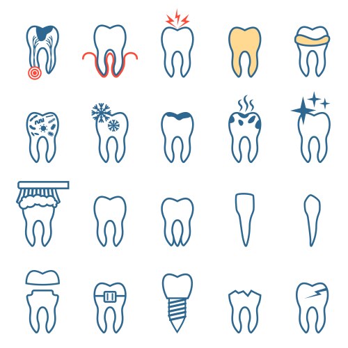 Tooth chart human teeth Royalty Free Vector Image
