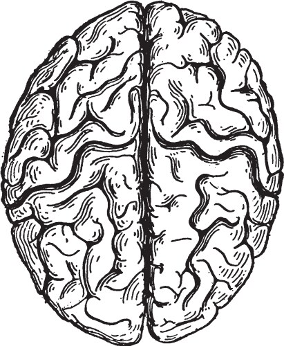 Cerebral Hemispheres Vintage Anatomy Vector Image