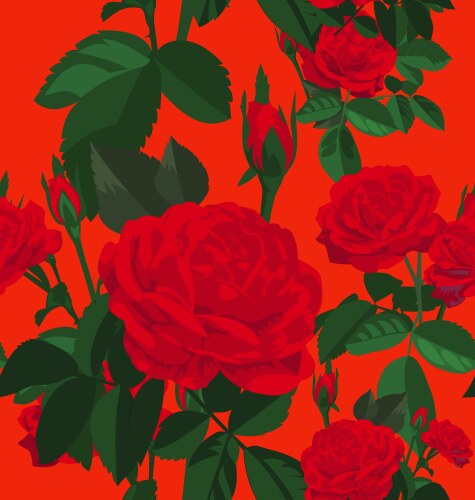 Rose vector image