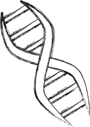 Dna genetic biology Royalty Free Vector Image - VectorStock