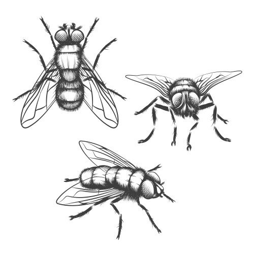 Hand-Drawn Fly Sketch Vector Image