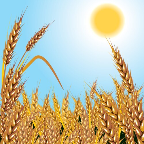 Wheat field Royalty Free Vector Image - VectorStock