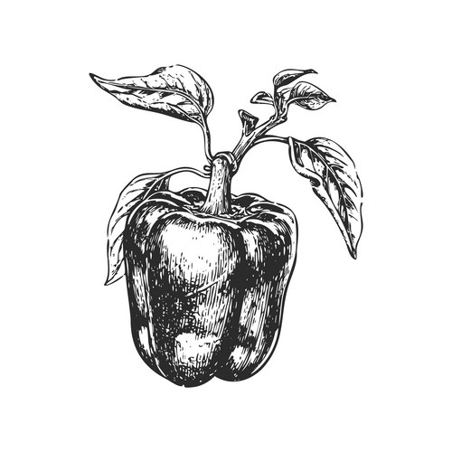 Bell Pepper Sketch with Stem Vector Image