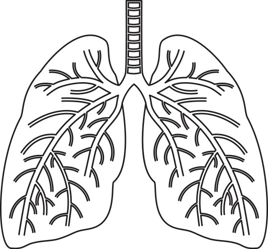 Hand drawn lungs doodle style internal organs Vector Image