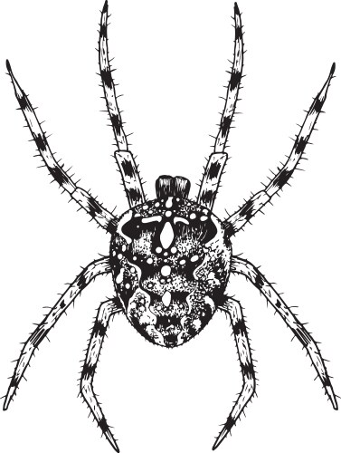 Hand-Drawn Spider Sketch Vector Image
