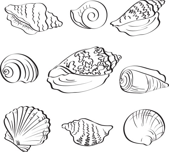 Hand drawing seashell set Royalty Free Vector Image