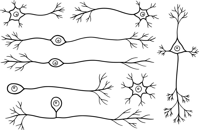 Neuron Cell Drawings Vector Image