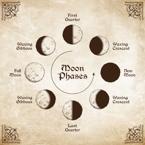 Antique Moon Phases Circle Art Vector Image