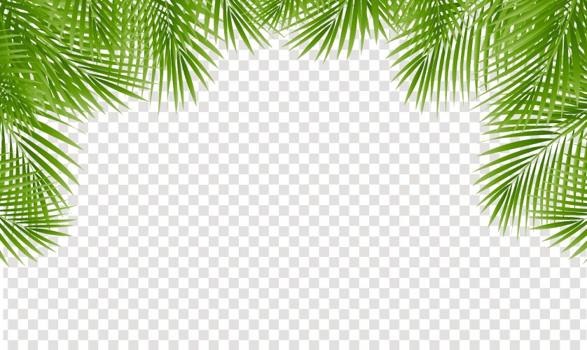 Palm tree branch frame and isolated white Vector Image