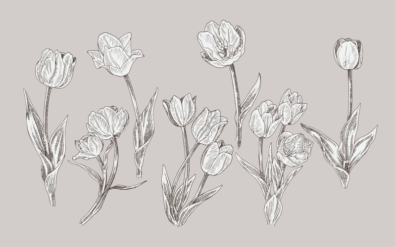 Realistic Tulip Line Art Set Vector Image