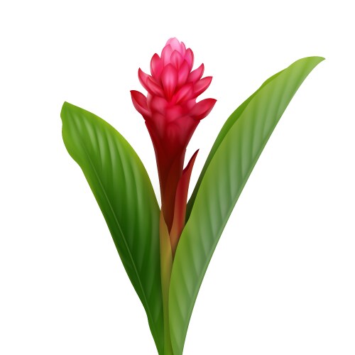 Red Ginger Flower - Alpinia Purpurata Vector Image