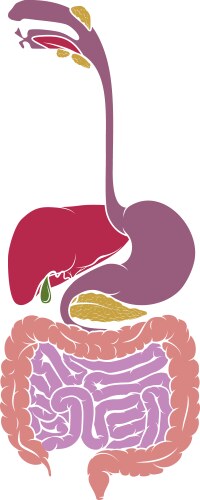Colon Anatomy Vector Images (over 5,500)