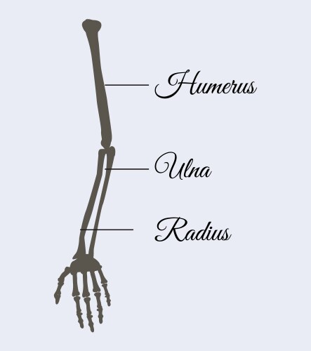 Arm parts poster explanation Vector Image