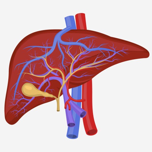Liver anatomy of human body Royalty Free Vector Image
