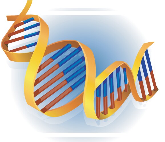 DNA Double Helix Royalty Free Vector Image - VectorStock