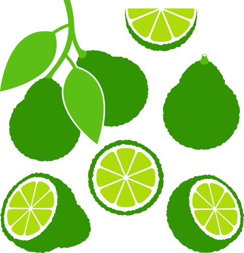 Bergamot Royalty Free Vector Image - VectorStock