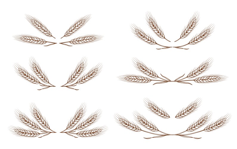 Ears of wheat Royalty Free Vector Image - VectorStock