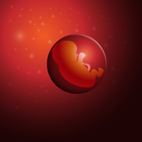 Embryo germ design baby vector image