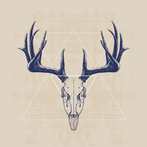 deer skull vector image vector image