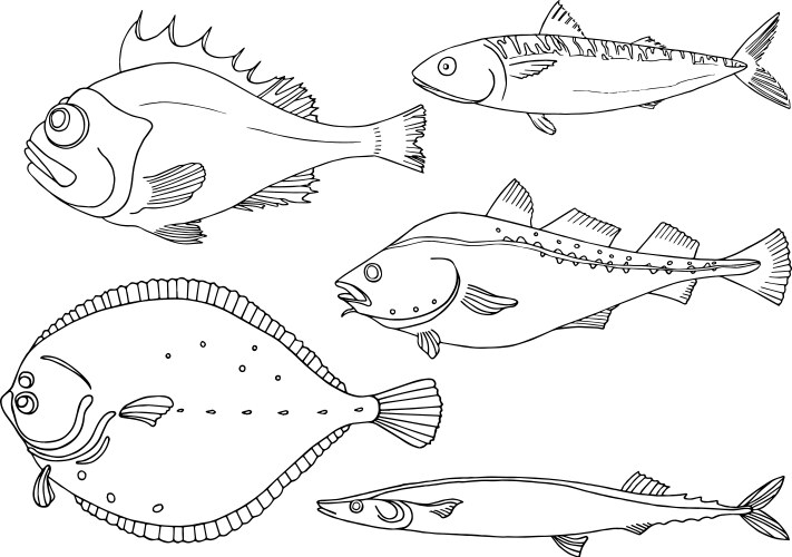 Sea Fish Line Art Collection Vector Image