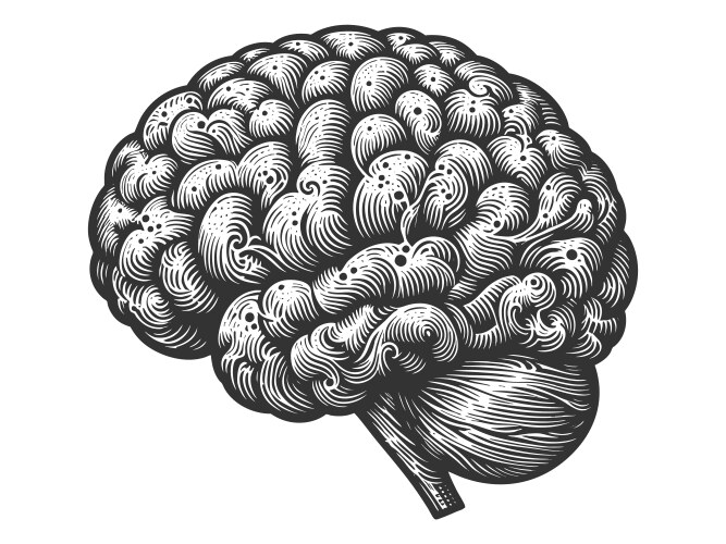 Human brain Royalty Free Vector Image - VectorStock
