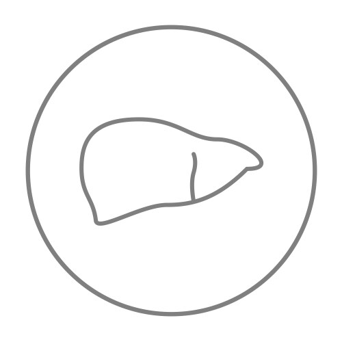 Human liver line icon Royalty Free Vector Image